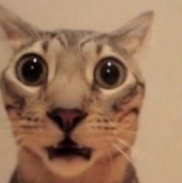 shocked cat 