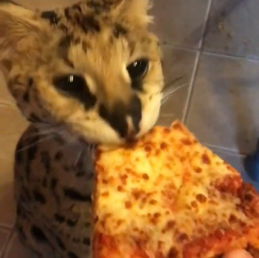 cat pizza 