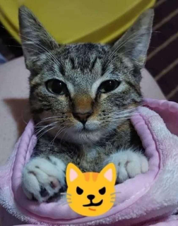 Smirk cat Discord sticker