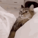 cat snatch | gg/kirei Discord sticker