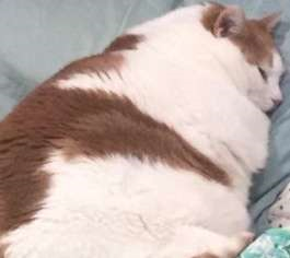 gato mimido Discord sticker