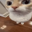 gatito Discord sticker