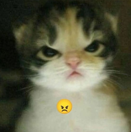 cat angry 