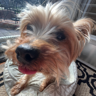 moxslay /reading DNS