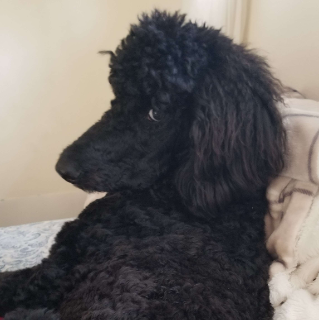 ponzu judging u /reading DNS