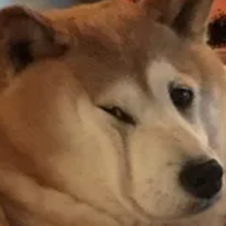 shiba memory Discord sticker