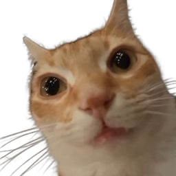gatooooo Discord sticker