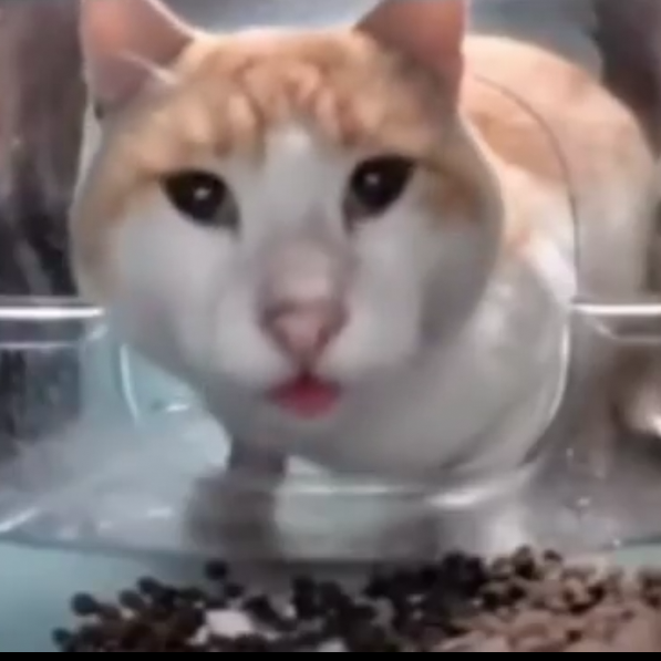 Cat Shock Discord sticker