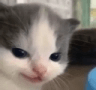 Cat Smirk Discord sticker