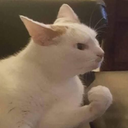 Cat Fist Discord sticker