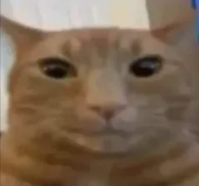 some cat Discord sticker