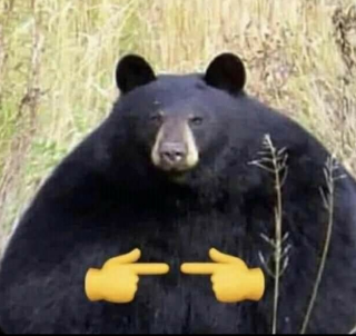 bear_shy Discord sticker
