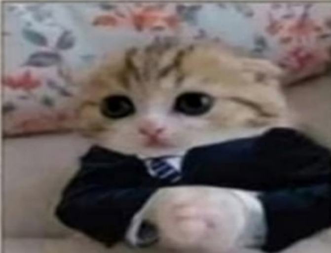 cat Discord sticker