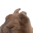 крол Discord sticker
