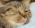 KITTOR Discord sticker