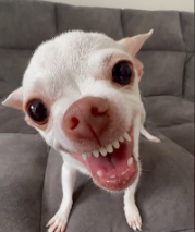 funny dog Discord sticker