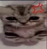 kitty angry