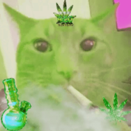 weedcat