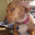 Dogstare / .gg/chatzone