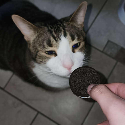 Oreo for an Oreo Discord sticker