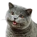 Can I haz cat Discord sticker