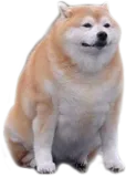 Chonky Chungo Discord sticker