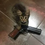 Tabaxi Gunslinger or something Discord sticker