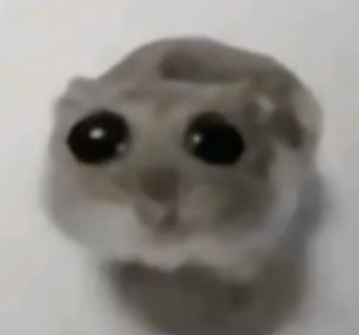 hamster sad