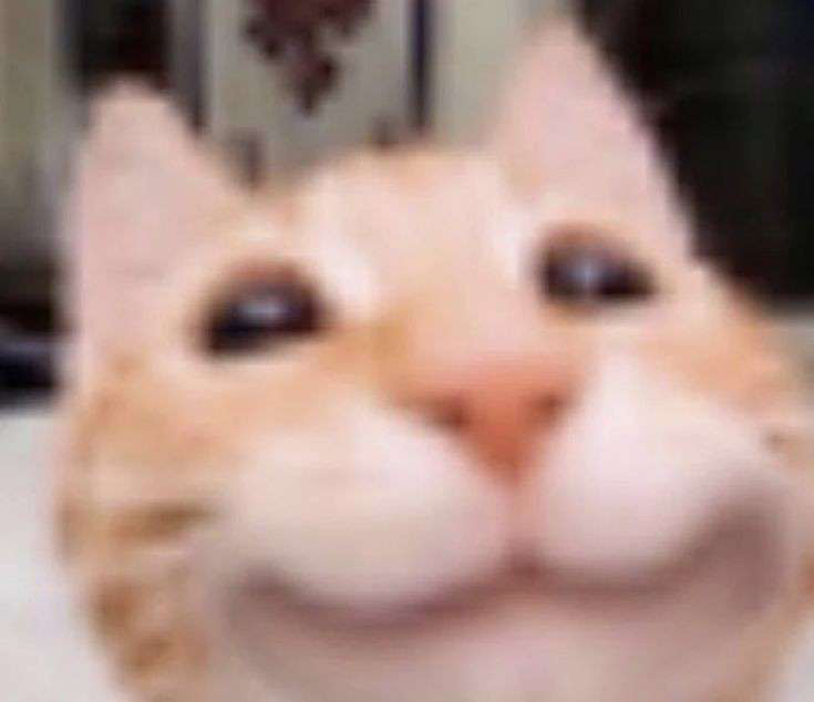 smile cat Discord sticker
