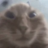 cat stare Discord sticker