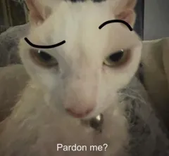 pardon? Discord sticker