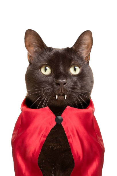 cat vampire