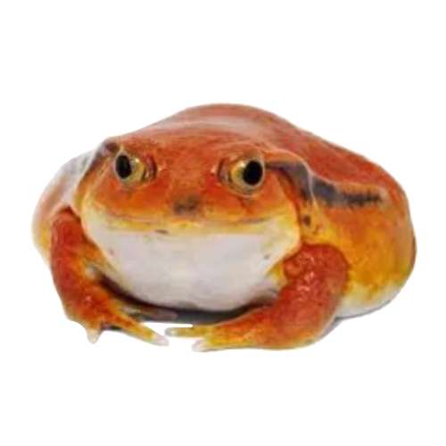 Phrog Discord sticker