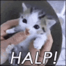 Halp Discord sticker