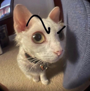 Cat eyebrow raise Discord sticker