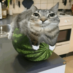 watermelon cat