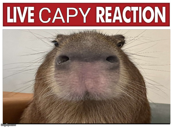 capy reaction