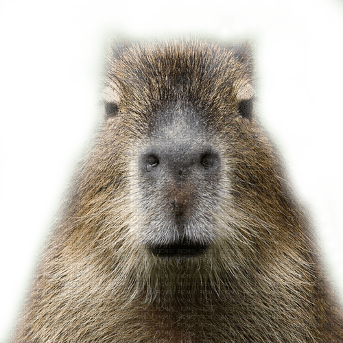Capybara Discord sticker