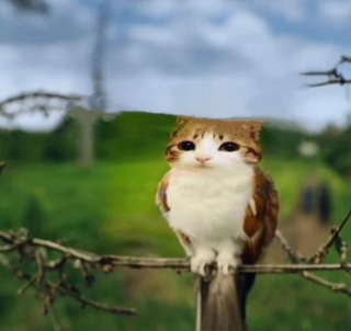 owlcat