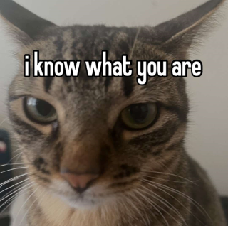 catdisappointed Discord sticker
