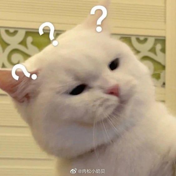 cat Discord sticker