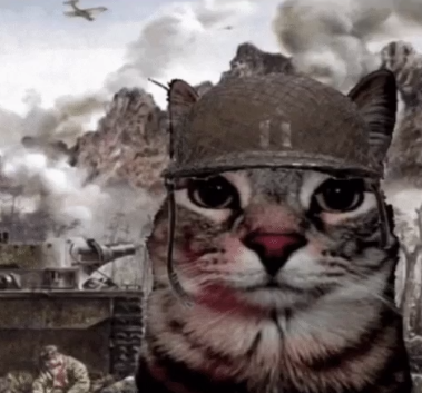 military cat 