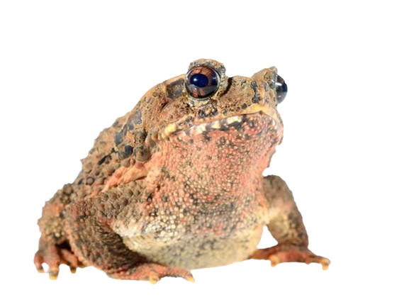 froge Discord sticker