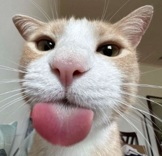 tongue_c