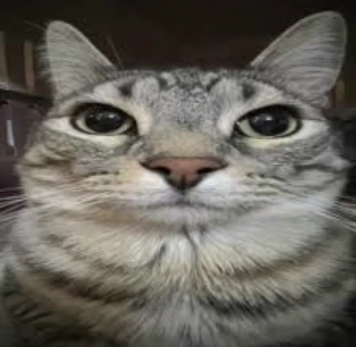 cat stare Discord sticker