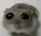 peki Discord sticker