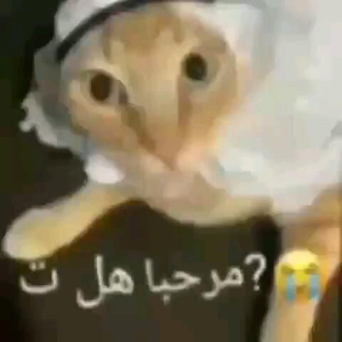 لماذا ترجمت هذا؟ 