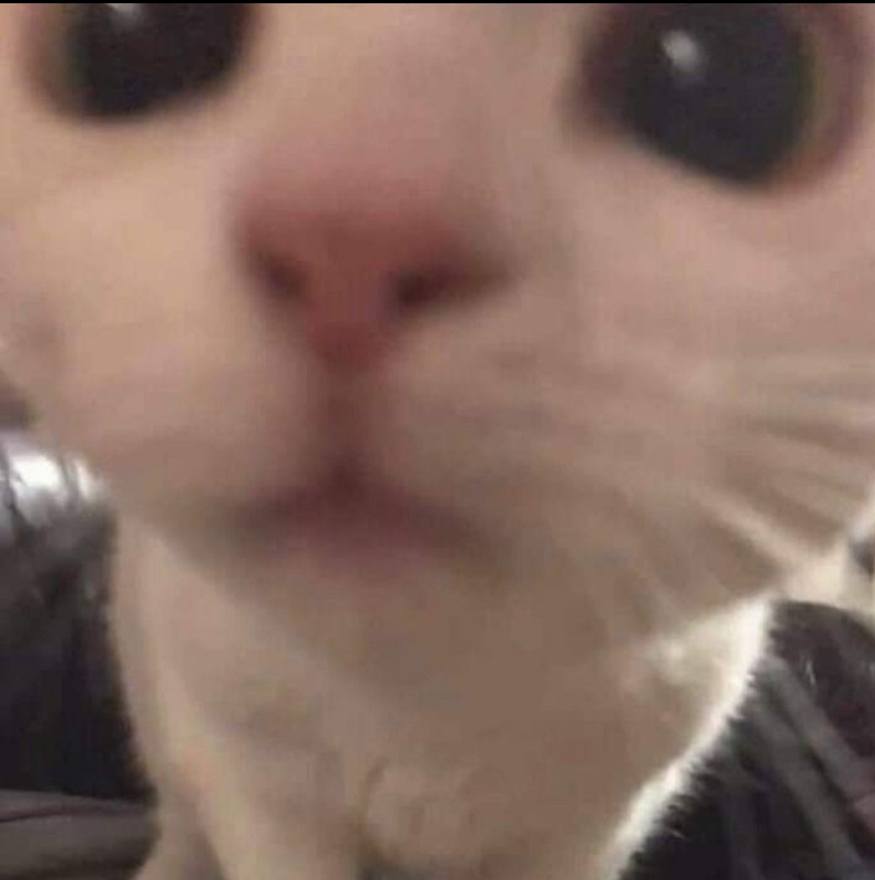 cat hello Discord sticker