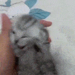 Cat Cry | .gg/supacon