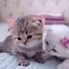 kitty hug
